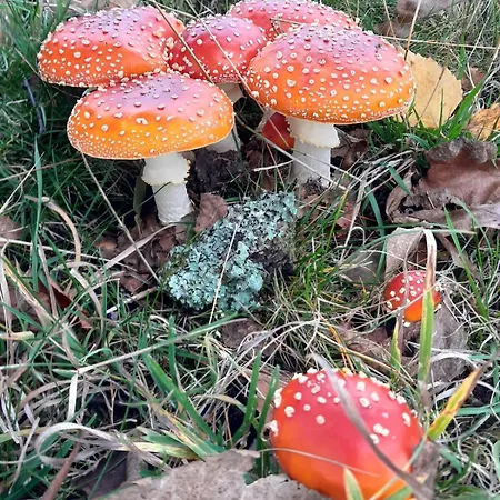 Waldtherme Relaxen, Wandern, Radfahren Waldbrunn (Baden-Wurttemberg)