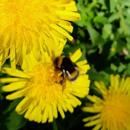 Waldtherme Relaxen, Wandern, Radfahren Daire