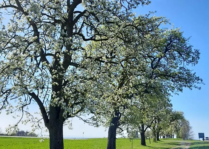 Apartamento Waldtherme Relaxen, Wandern, Radfahren